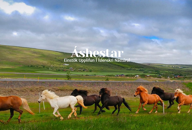 Áshestar - Icelandic Horseback Riding